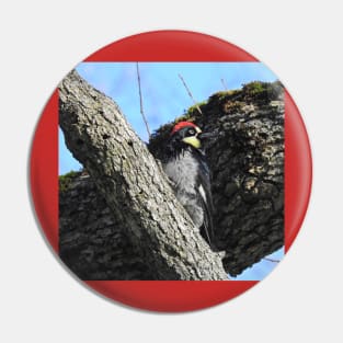 Wildlife gifts, acorn woodpecker, birds, nature Pin