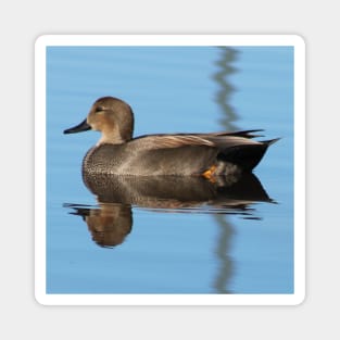 Gadwall Magnet