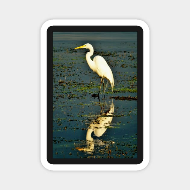 Guatemala - Lago Atitlan, Oiseau Magnet by franck380