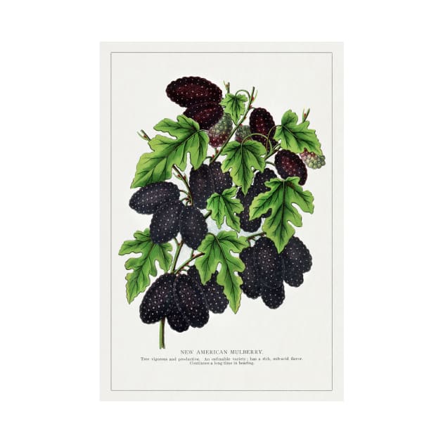 New American Mulberry Lithograph (1900) by WAITE-SMITH VINTAGE ART