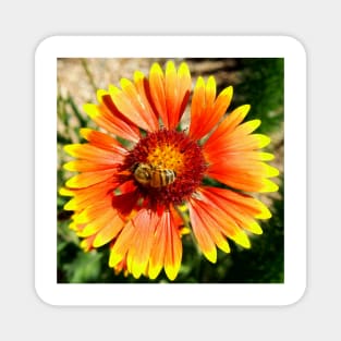 Orange and Red Gaillardia Prairie Flower with Bee Macro Magnet