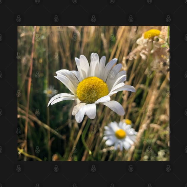 Daisy of Integrity and Truth by Photomersion