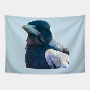 Bub! Rescued Australian Juvenile Magpie. Tapestry