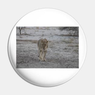 Lioness strolling in Namibia Pin