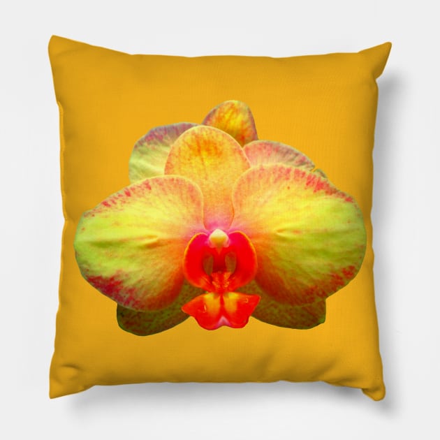 yellow orchid, orchids, flower, blossom Pillow by rh_naturestyles