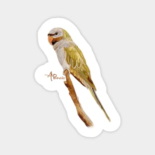 Derbyan Parakeet Magnet