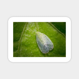 Unique and organic photo of a dew-covered planthopper Magnet