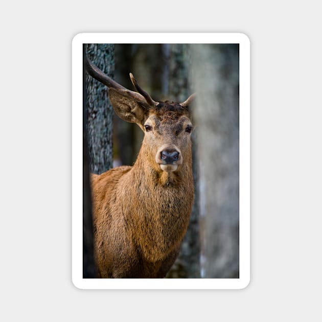 Red Deer Buck Magnet by jaydee1400