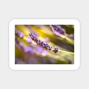 Lavender in garden Magnet