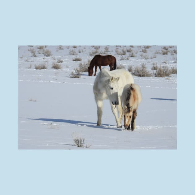 Wild horses, Arizona, nature, wildlife, gifts by sandyo2ly