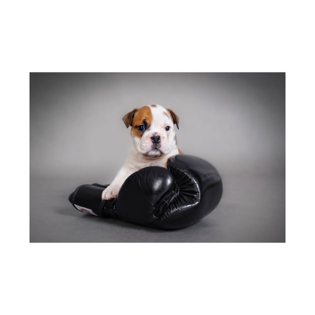 Boxing English bulldog by PetsArt