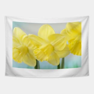 Narcissus  &#39;Avalon&#39;  Daffodil  Division 2 Large-cupped Tapestry