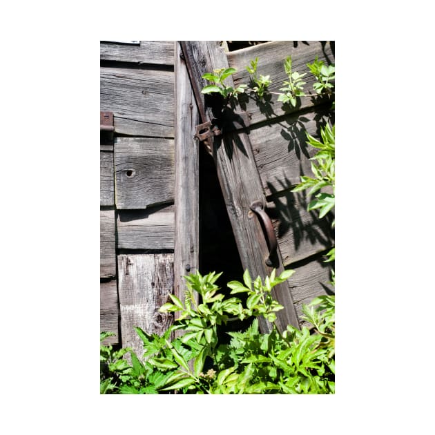 Old abandoned  shed doors being taken over by nature - Yorkshire, UK by richflintphoto