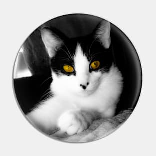 Stunning tuxedo cat with yellow eyes Pin