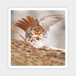 Fox Sparrow with tail feathers fanned out Magnet