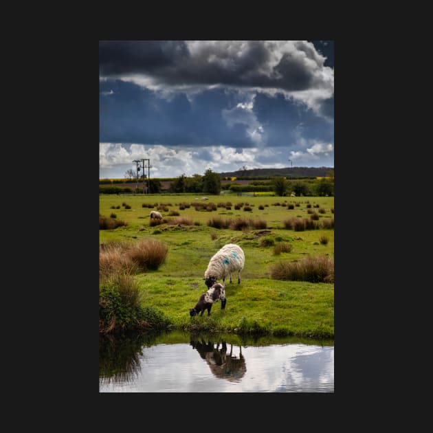 Sheep and lamb by jasminewang