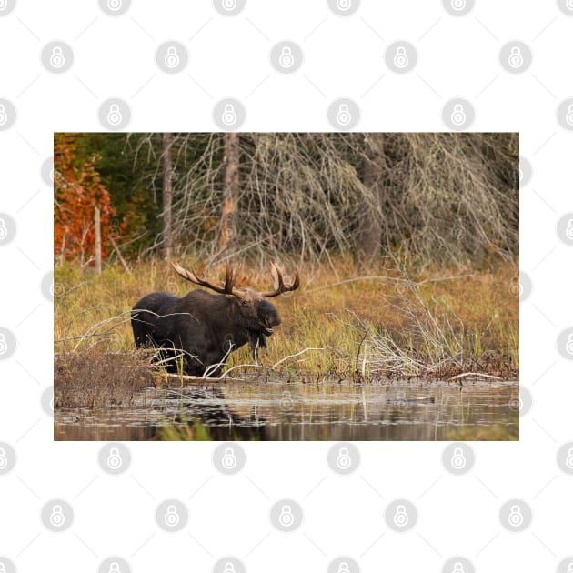 Smiling Moose, Algonquin park by Jim Cumming