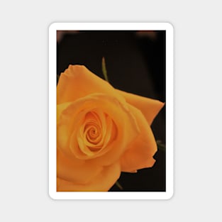 Bright Yellow Rose Magnet