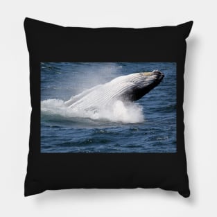 Humpback whale breaching off Eden, NSW Pillow