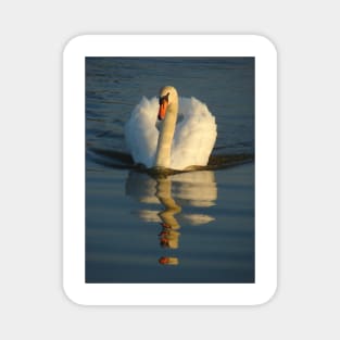 Mute Swan Magnet