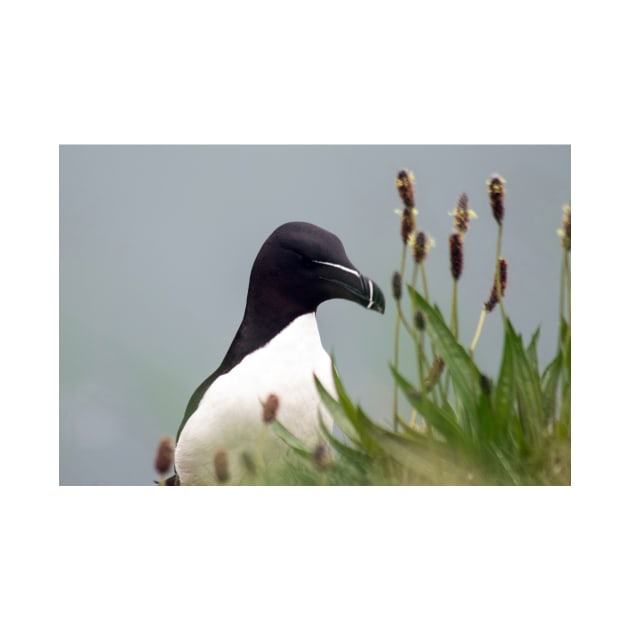 Razorbill on cliff top by HazelWright