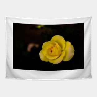 single yellow rose blossom on black background Tapestry