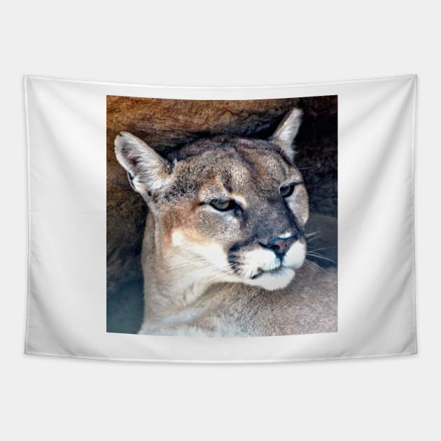 Female Mountain Lion Tapestry by Scubagirlamy