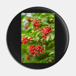 Red Rowan tree berries on branches Pin