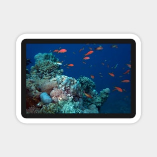 marine and aquatic life Magnet