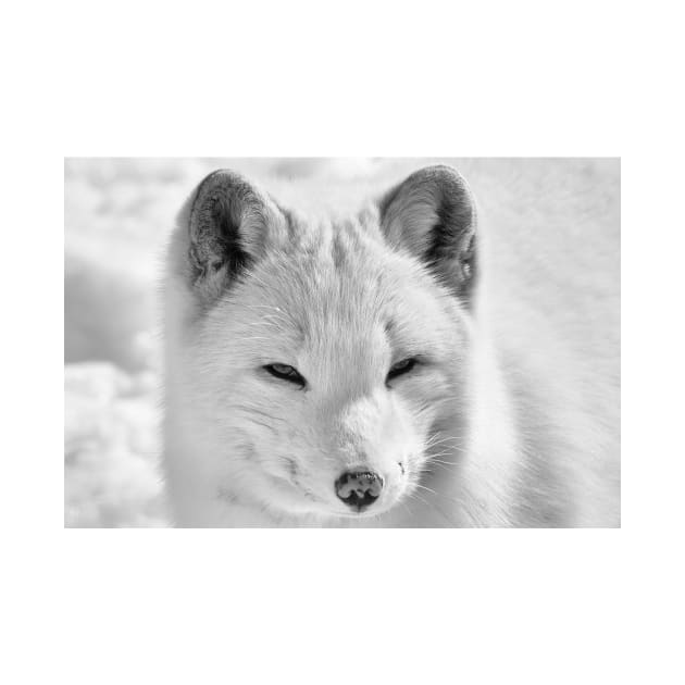 Arctic Fox by Eunice1