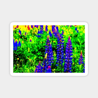 Texas Bluebonnet Wildflowers Magnet