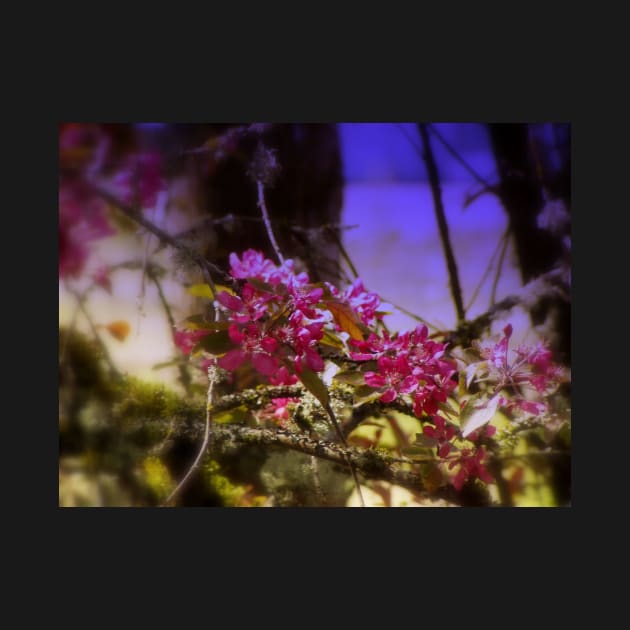 red Malus 'Radiant'  crab apple blossoms #1 by DlmtleArt