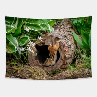 Acrobatic  chipmunk in a hollow log Tapestry