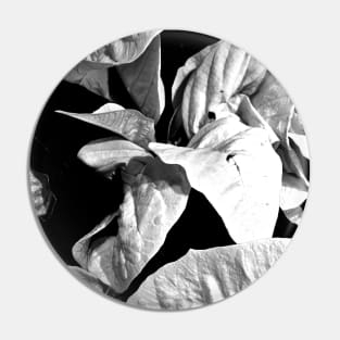 White Poinsettias in Black and White - Merry Christmas - Christmas Gift Pin