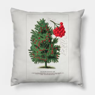 Mountain Ash tree lithograph (1900) Pillow