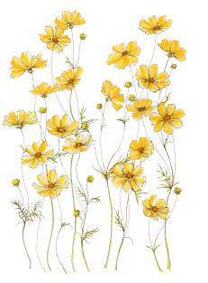 Yellow Cosmos, Illustration Magnet