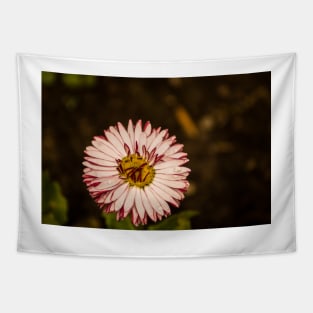 111516 Purple Aster Tapestry