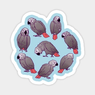 African Grey Parrot Flock Magnet