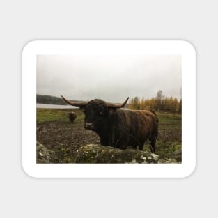 Scottish Highland Cattle Bull 2145 Magnet