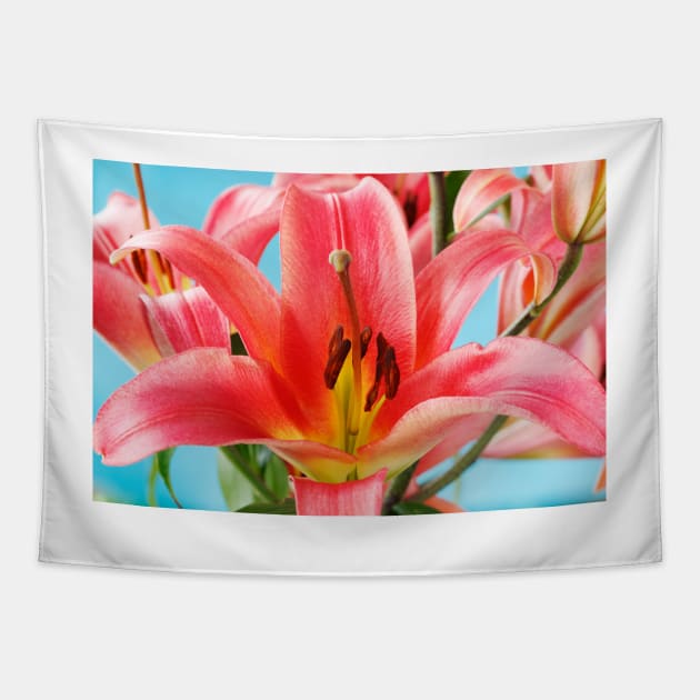 Lilium  'Satisfaction'  Lily  Orienpet Hybrid Tapestry by chrisburrows