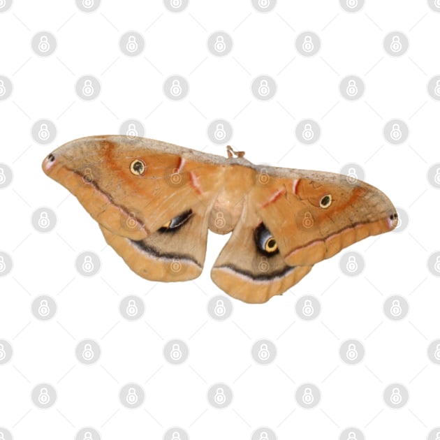 Beautiful Polyphemus Moth Close Up by starcraft542