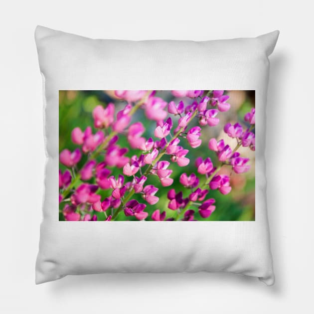 Lupine Pillow by ansaharju