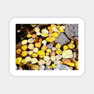 Aspen Leaves and Fall Colors in Colorado Magnet