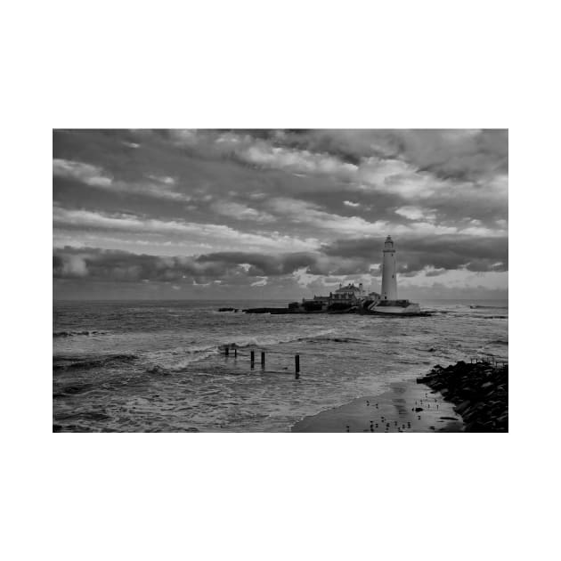 Sanderlings at St Mary's Island - Monochrom by Violaman