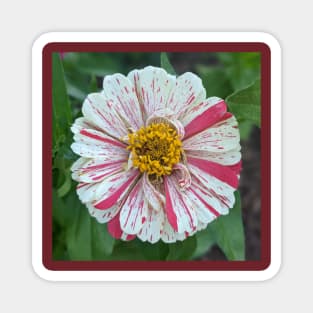 Pink, White, and Yellow Splatter Flower Photographic Image Magnet