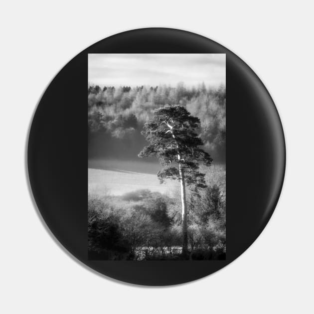 Scots Pine Tree Pin by heidiannemorris