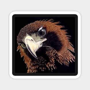 Eagle eyes Magnet