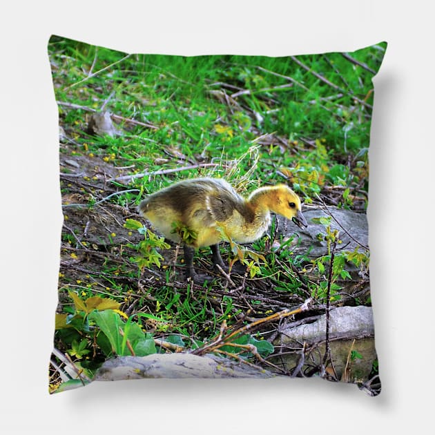 Canada Goose Gosling Walking Down a Small Hill Pillow by BackyardBirder