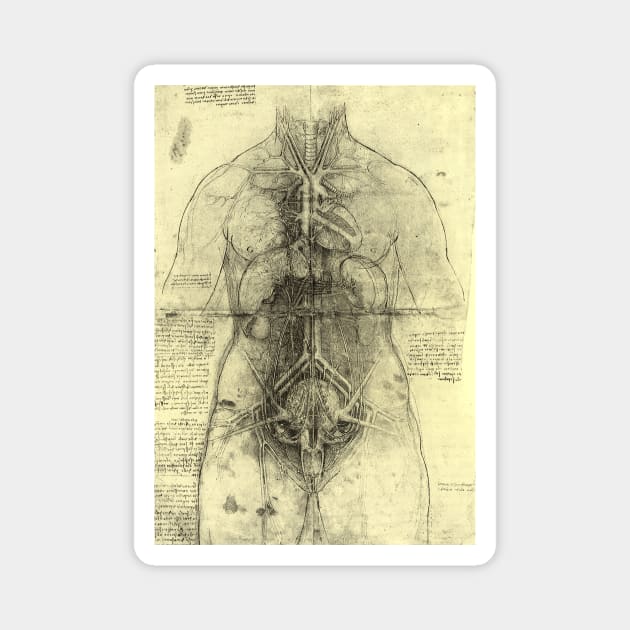 Human Anatomy Female Torso by Leonardo da Vinci Magnet by MasterpieceCafe