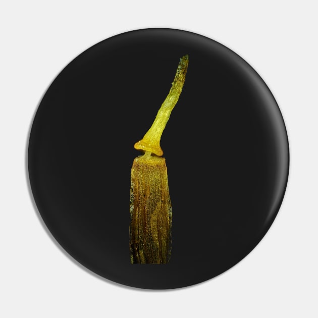 Moss spore capsule under the microscope Pin by SDym Photography